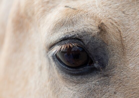 Recht gehabt - Kolumne von Pferderechtsanwältin Dr. Nina Ollinger
