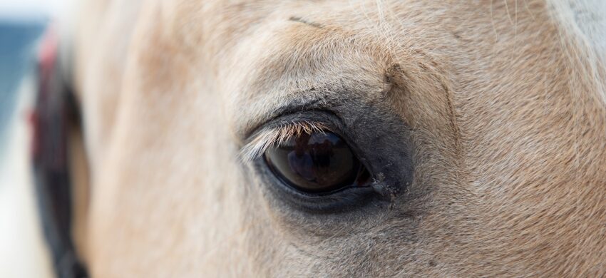 Recht gehabt - Kolumne von Pferderechtsanwältin Dr. Nina Ollinger
